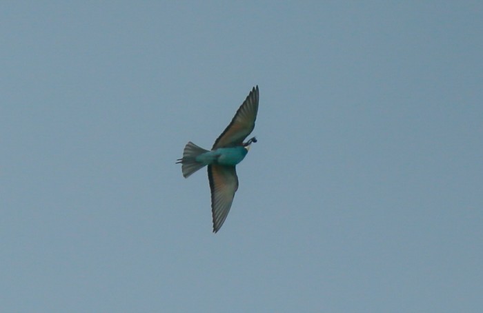 Bee-eater