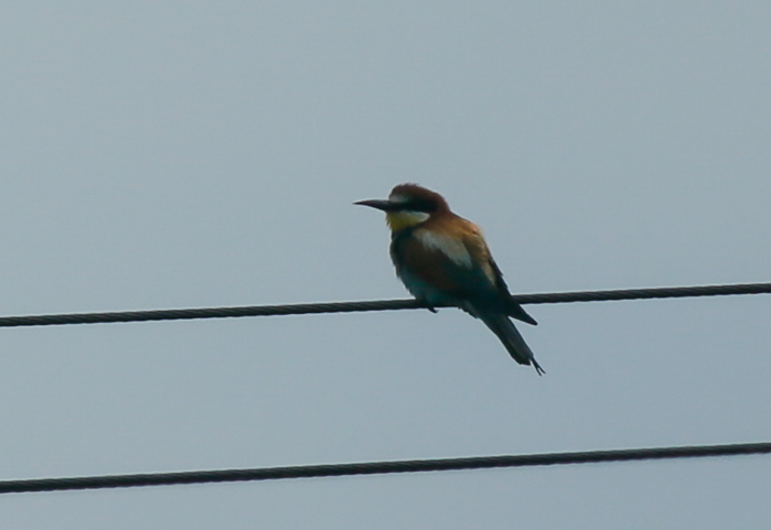 Bee-eater