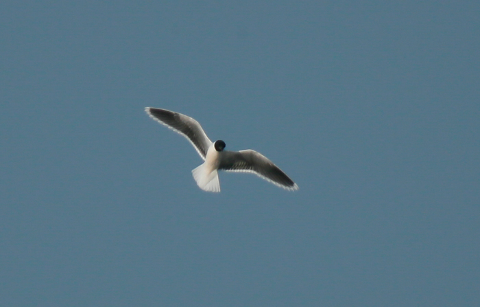 Little Gull