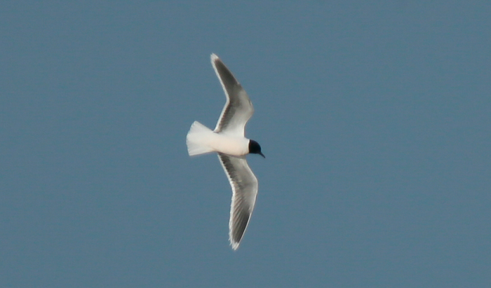 Little Gull