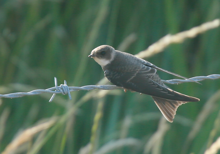 Sand Martin