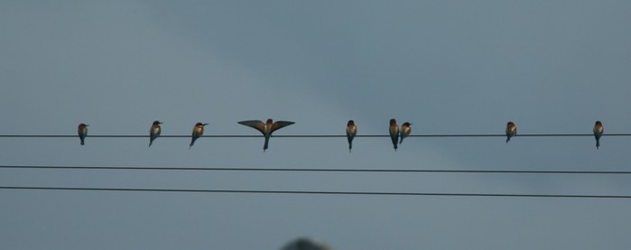 Bee-eater