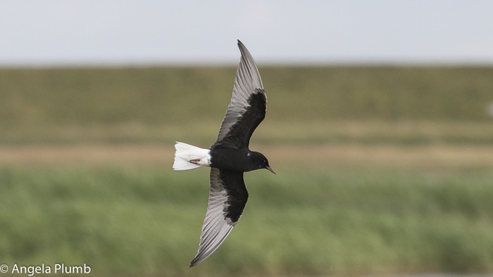 White-winged Black Tern