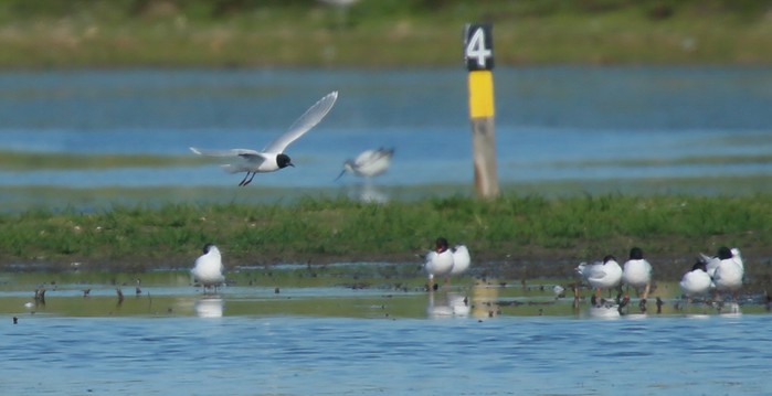Little Gull
