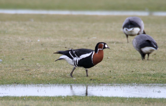 Red-breasted Goose