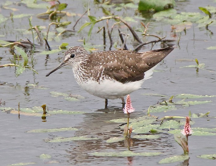 Green Sandpiper