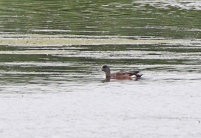 American Wigeon