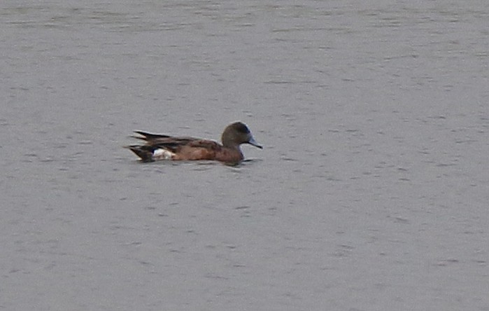 American Wigeon