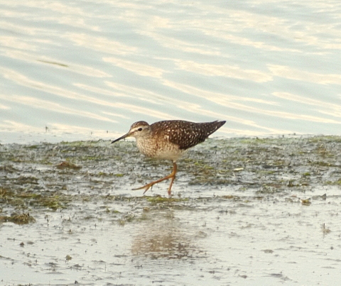 Wood Sandpiper