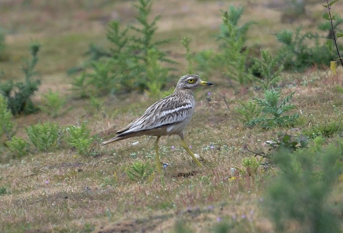 Stone Curlew