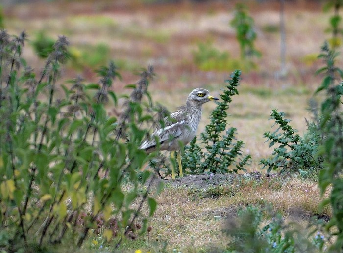 Stone Curlew