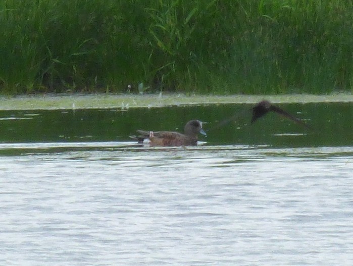 American Wigeon