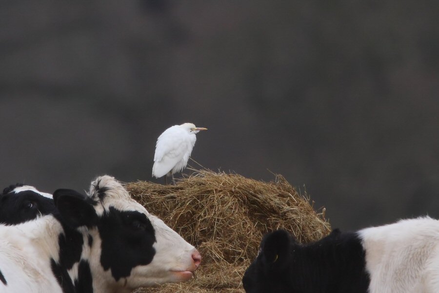 Cattle Egret