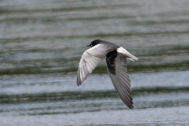 White-winged Black Tern