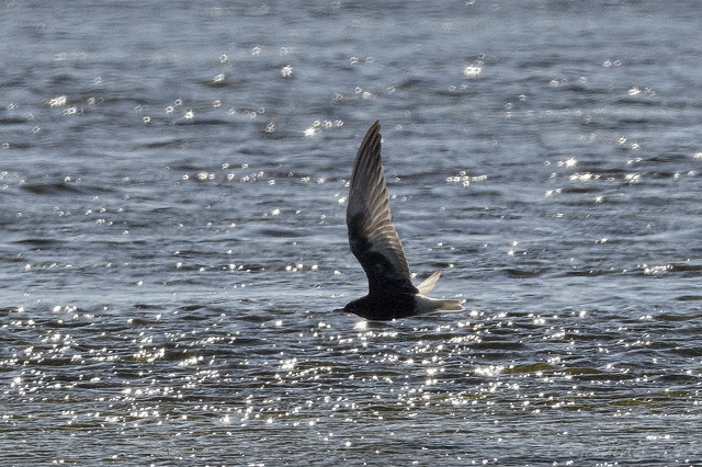 White-winged Black Tern