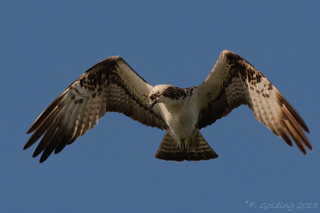 Osprey