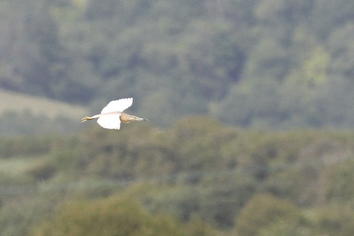 Squacco Heron