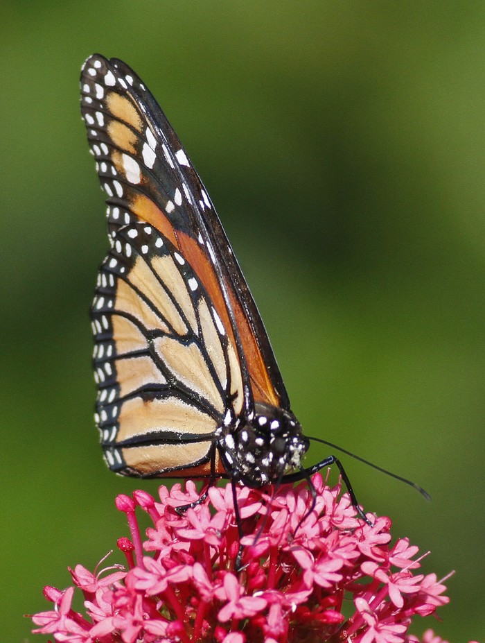 Monarch Butterfly 