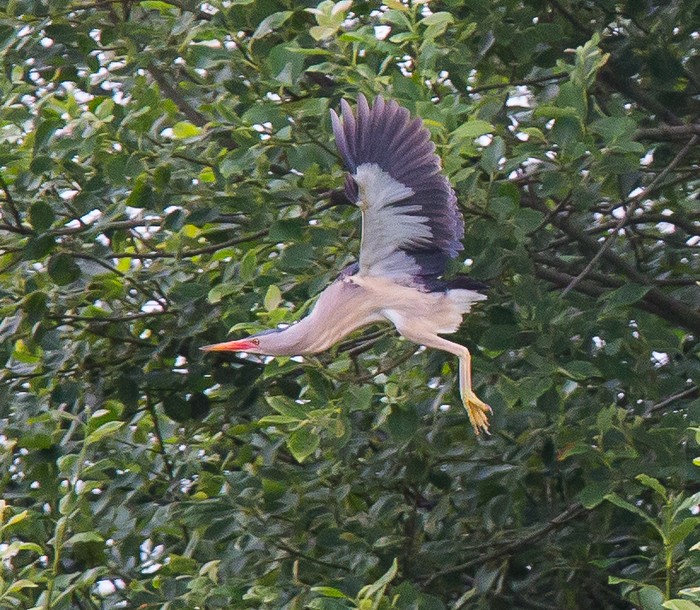 Little Bittern