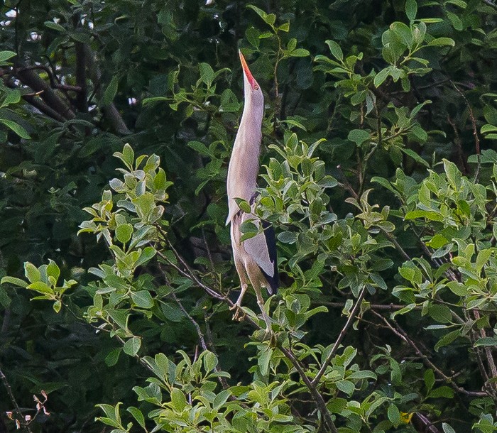 Little Bittern
