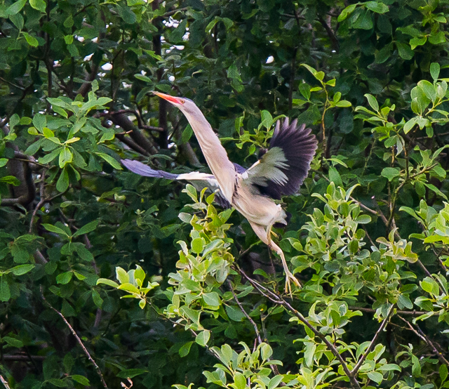 Little Bittern