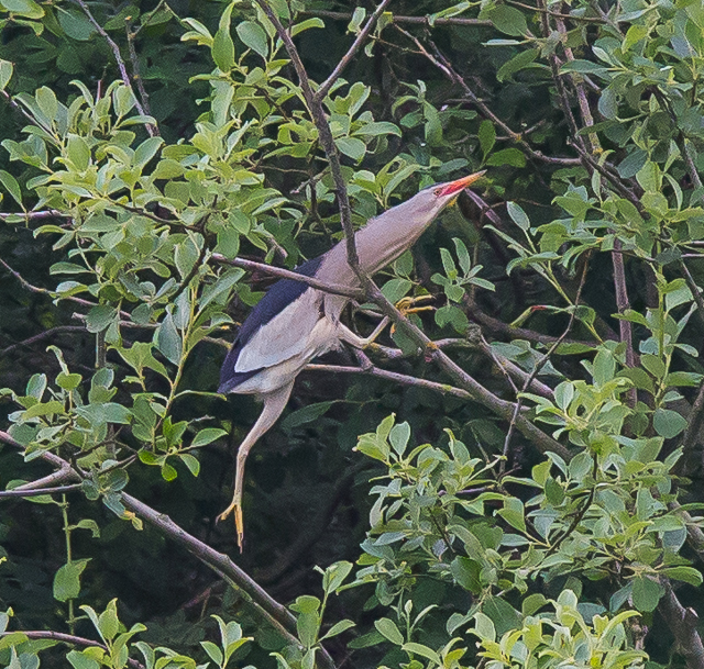 Little Bittern