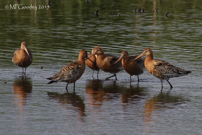 Black-tailed Godwit