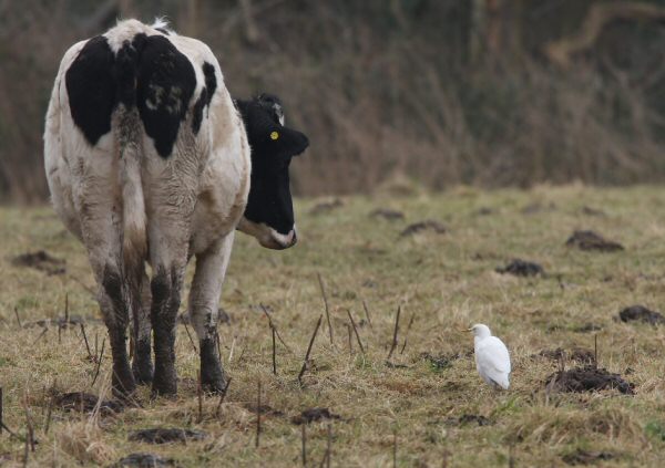 Cattle Egret