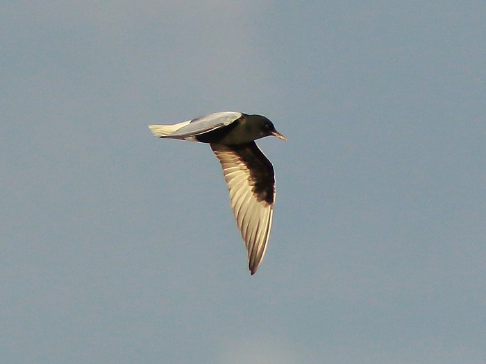 White-winged Black Tern