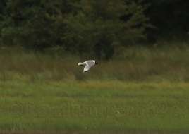 Franklin's Gull