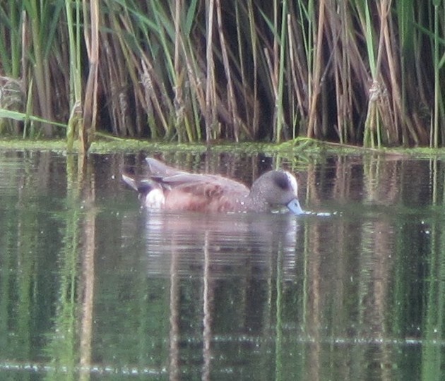 American Wigeon