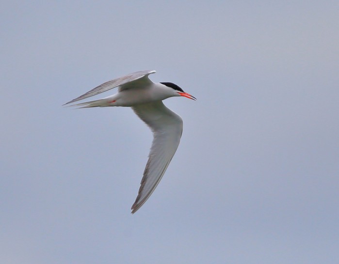 Common Tern