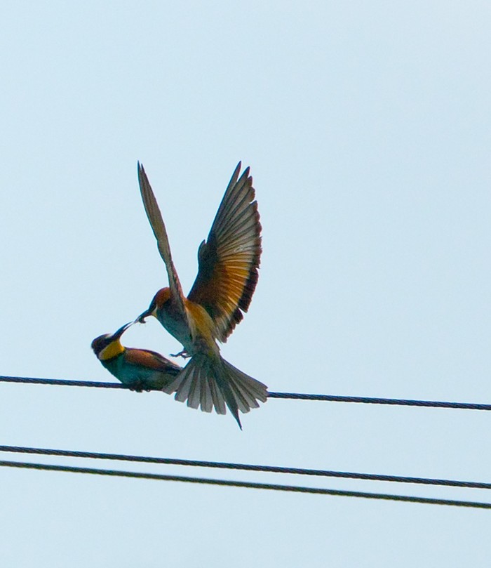 Bee-eater
