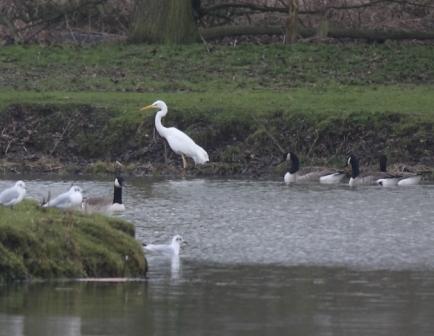 Great White Egret