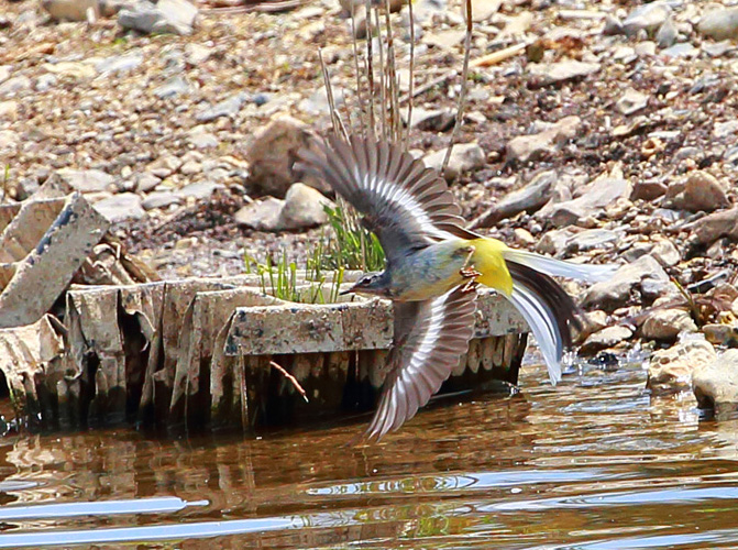 Grey Wagtail