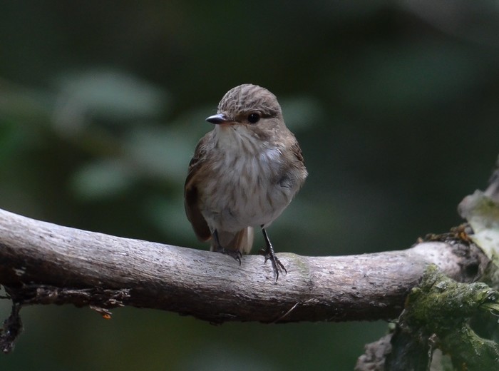 Spotted Flycatcher