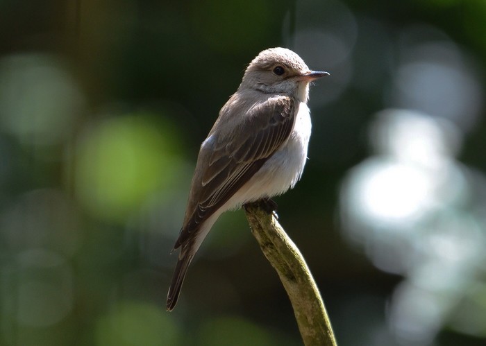 Spotted Flycatcher