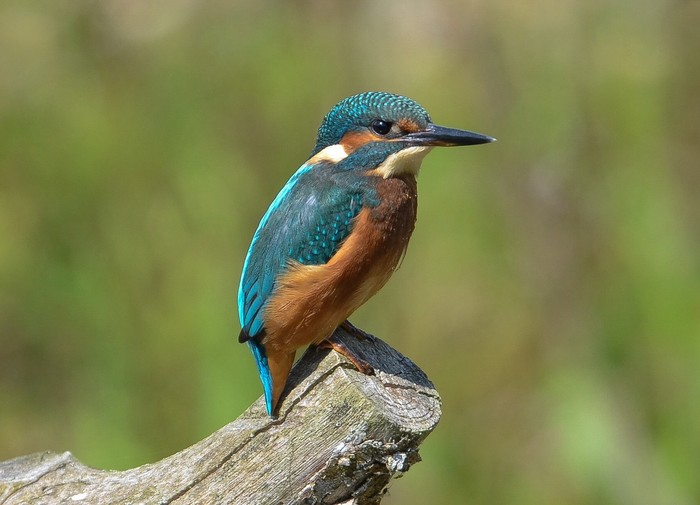 Kingfisher