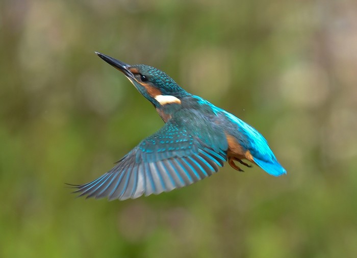 Kingfisher