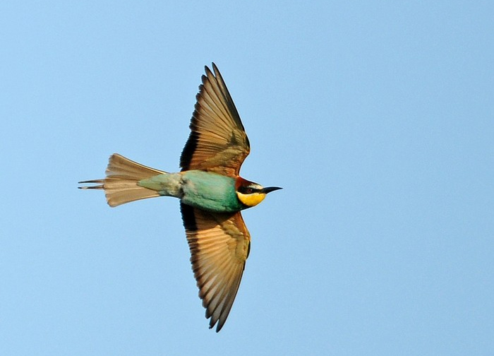 Bee-eater