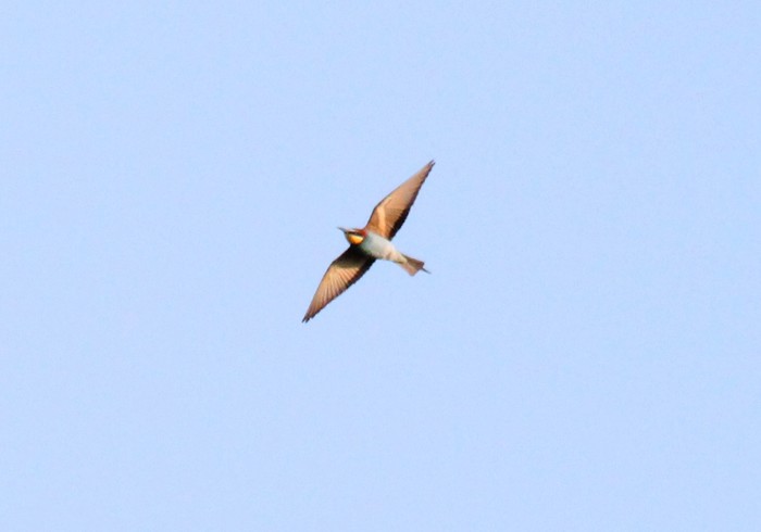 Bee-eater