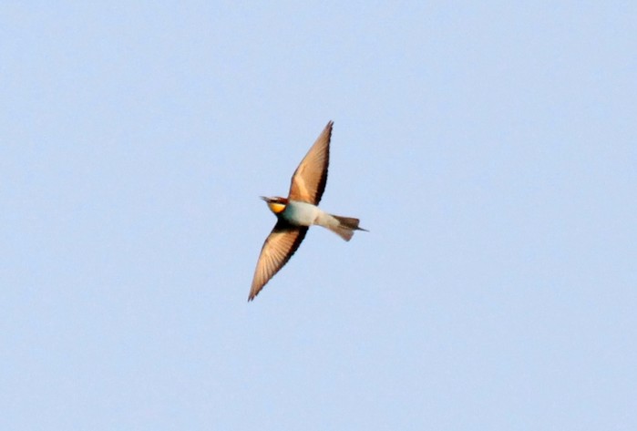 Bee-eater