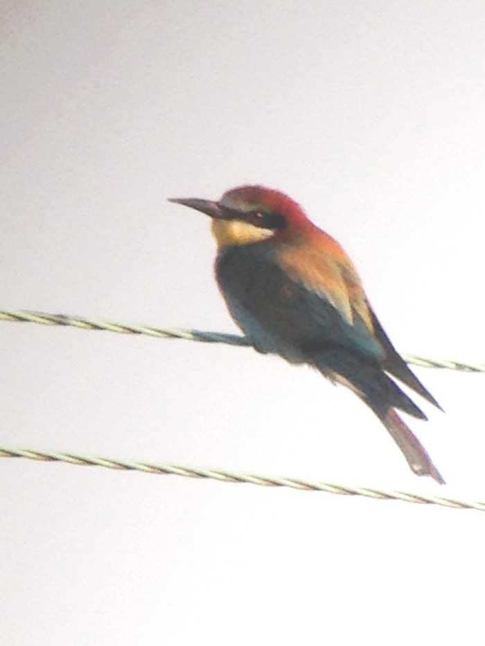 Bee-eater