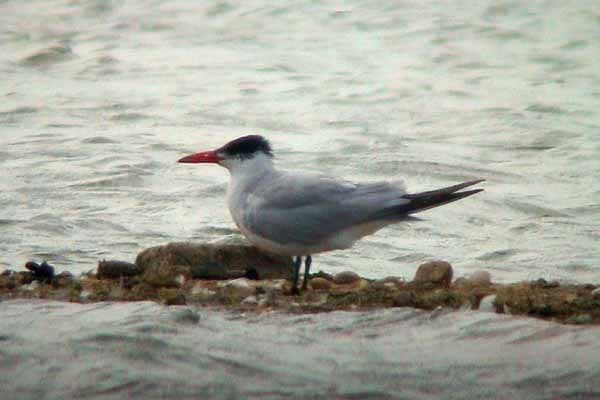 Caspian Tern