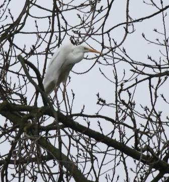 Great White Egret