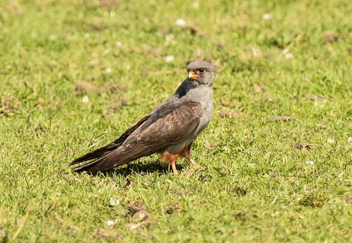 Red-footed Falcon