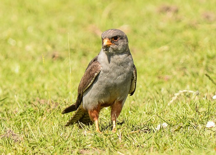 Red-footed Falcon