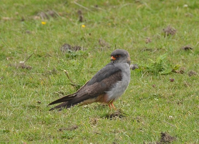 Red-footed Falcon