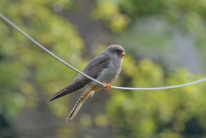 Red-footed Falcon