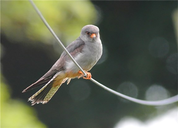 Red-footed Falcon
